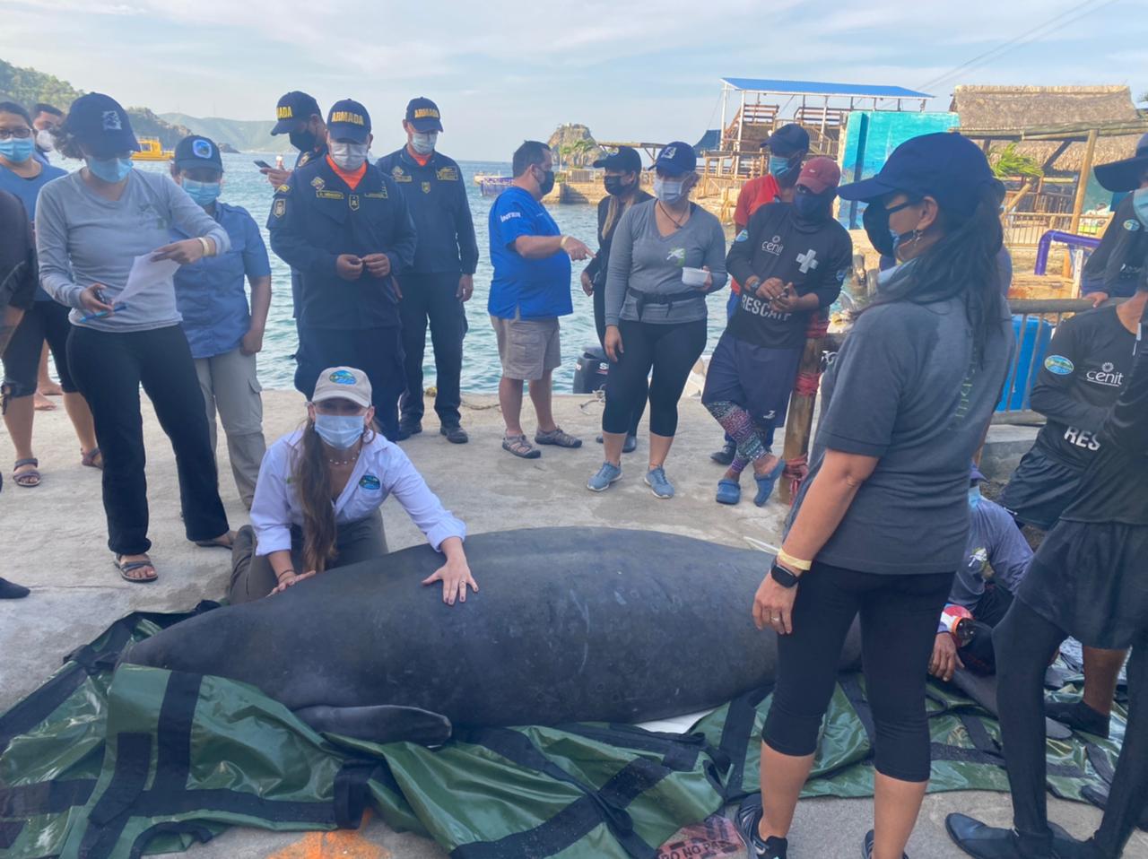 Grupo de expertos del Centro de Fauna marino con el manati a la espera de su liberación